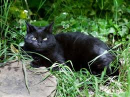 Depending on toxicity, you may be advised to watch for signs of poisoning, or you might need to bring your feline friend into the clinic, stat. How To Create A Cat Friendly Garden Bbc Gardeners World Magazine