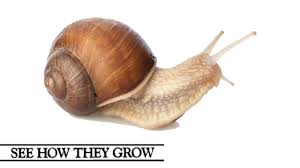 Do garden snails shed their shells. See How They Grow Snail Youtube