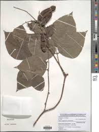 Image result for Psophocarpus lancifolius