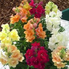 Snapdragon Twinny Mix F1 Flower Seeds Flowers Colorful Garden
