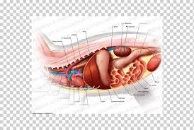 This section of the website will explain large and minute details of abdomen axial cross sectional anatomy. Muscle Stomach Abdomen Human Anatomy Organ Abdomen Anatomy Anatomy Abdomen Human Body Png Klipartz