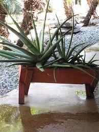 Image result for Aloe carnea