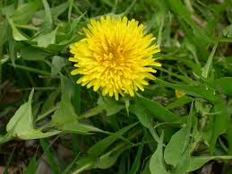 Image result for Taraxacum