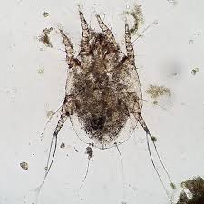 Image result for what do otodectes cynotis look like in dog fur