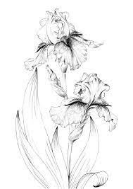 Iris Flower Sketch Large Print Line Drawing Botanical Prints A1 Floral Poster Printable Ar In 2020 Pencil Drawings Of Flowers Flower Sketches Flower Line Drawings