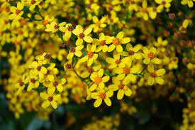Pictures Of Flowers In Yellow Google Search Small Yellow Flowers Ethiopian New Year Yellow Flowers