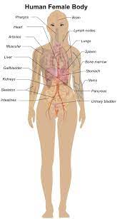 But the reason why many tutors don't use diagrams for visual demonstration is these venn diagrams are often complex to create. Female Body Diagram Openclipart