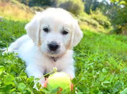 The Truth About English Cream (White) Golden Retrievers - PetHelpful