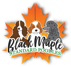 Maybe you would like to learn more about one of these? Black Maple Standard Poodles