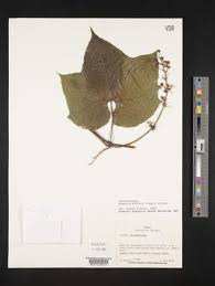 Image result for Eureiandra leucantha