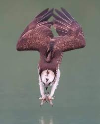 Birds Of Prey Full Movie Free Reddit Reddit The Front Page Of The Internet Beautiful Birds Animals Beautiful Pet Birds