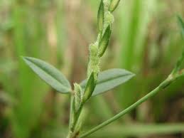 Image result for Zornia