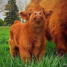If the name fluffy cow didn't tell you enough to immediately google these ridiculously adorable farm animals, the highland cows have long shaggy coats that make them look like big teddy bears.these huggable creatures are sometimes called mini cows, but they're not technically considered miniature cows.the males can grow up to 1,800 pounds, while heifers will reach 1,100 pounds when full grown. I Find The Lack Of Highland Cattle Calves On This Subreddit Disturbing Aww