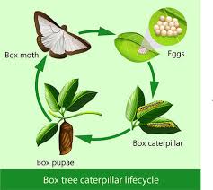 Image result for caterpillar box tree moth inside buxus plant