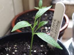 Jalapenos are some of the most popular peppers in the world and are used in a variety of cuisines. How To Grow Jalapeno Peppers From Seed The Garden Of Eaden