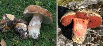Une explication claire sur la méthode de test des aliments comestibles. Tout Ce Qu Il Faut Savoir Avant D Aller Chercher Des Cepes Et En Trouver