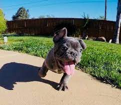 French Bulldog Puppy For Sale In Phoenix Az Adn 59389 On Puppyfinder Com Gender Female Age 13 Wee Puppies For Sale Bulldog Puppies For Sale French Bulldog