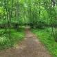 Guided Walk: Springtime into Summer in the Forest