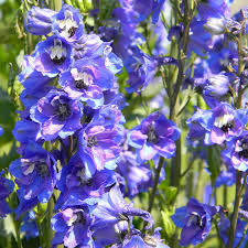 Image result for Diplolophium