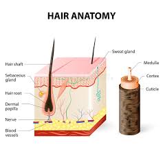 Hi all, i have uploaded a new medical animation tutorial. Diagram Of A Hair Follicle In A Cross Section Of Skin Layers Stock Vector Illustration Of Cortex Medulla 70123065