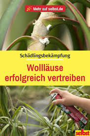 Wolllause Vertreiben Und Bekampfen Schadlinge Vertreiben Und Gartentipps
