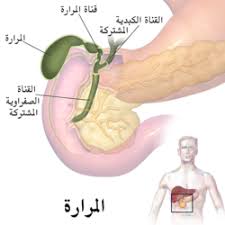 التهاب الجيوب الأنفية المزمن الأعراض والأسباب mayo clinic مايو كلينك. Ù…Ø¹Ù†Ù‰ ÙƒÙ„Ù…Ø© Ù„Ø­Ù…ÙŠØ© Ø¨Ø§Ù„Ø§Ù†Ø¬Ù„ÙŠØ²ÙŠ Ø²Ø§Ø¦Ø¯Ø© Ø£Ù†ÙÙŠØ©