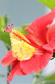 Butterfly On Hibiscus Flower Photograph Flower Photos Flowers Photography Hibiscus Flowers
