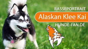 This breed is part of the spitz family and looks like a miniature alaskan husky. Alaskan Klee Kai Charakter Wesen Erziehung Haltung Hunde Fan De