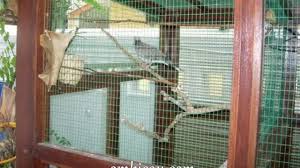Pada artikel ini saya akan berbagi kepada sahabat kicau semua mengenai kandang ternak lovebird yang baik beserta gambarnya. Cara Aman Menangkap Burung Dari Kandang Aviary Om Kicau