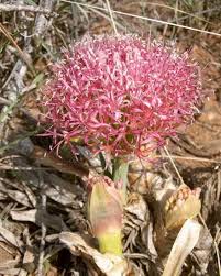 Image result for Boophone