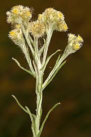 Image result for Pseudognaphalium luteo-album