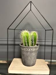 Will the real christmas cactus please stand up. Framed Cactus Plant Up