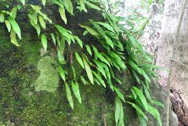 Image result for Loxogramme