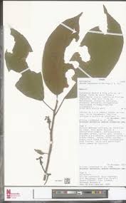 Image result for Lindackeria