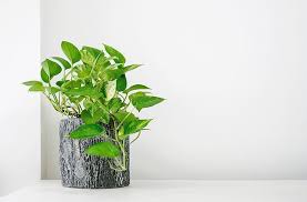 Di ruang tamu minimalis, terutama yang berukuran terbatas, tanaman hias adalah pilihan terbaik untuk memberi nuansa sejuk dan asri. 17 Tanaman Hias Dalam Ruangan Yang Mudah Untuk Dirawat Orami