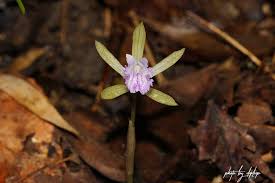 Image result for Nervilia crociformis
