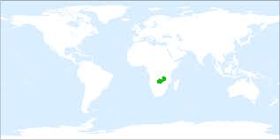 Image result for Siphonochilus longitubus