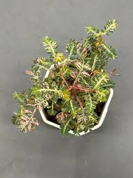 Image result for Phyllanthus polyanthus