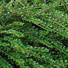 Image result for Cotoneaster