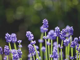 Breast cancer treatment can speed up the process and intensify the chemotherapy can cause temporary menopause. Natural Treatment For Side Effects Of Breast Cancer Treatment