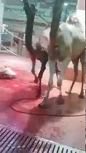 The sunnah in slaughtering a camel is to slaughter it while its front left leg is tied and it is standing on the other three legs, as abu daawood slaughtering in this manner is particular to camels because it is easier to slaughter them in this way. One Man Slaughtered Dozens Of Camels In Few Minutes Video Dailymotion
