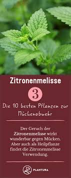 Die 10 Besten Pflanzen Zur Muckenabwehr Zitronenmelisse Die Zitronenmelisse Ist Eine Wahre Wunderpflanze Sie Ka Pflanzen Gegen Mucken Pflanzen Heilpflanzen