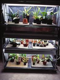 The plants may still produce attractive foliage without artificial lighting, but. How To Grow Orchids Under Artificial Light Dummies