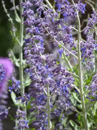 Image result for Perovskia atriplicifolia 'blue spire'