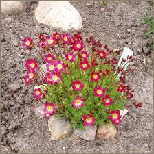 Pin Na Doske Other Plants