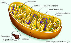 Association between the endoplasmic reticulum and mitochondria of yeast facilitates interorganelle transport of phospholipids through membrane contact. Why Do Muscle Cells Need A Lot Of Mitochondria Quora