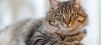Fünf bis sieben jahren pro vergangenem menschenjahr rechnen. Diatfutter Fur Katzen Ist Es Notig Und Was Hilft Es
