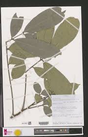 Image result for Pancovia