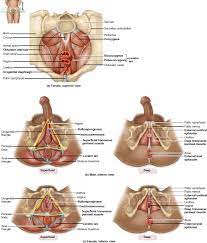 11 17 Muscles Of The Pelvic Floor Anatomy Images Anatomy And Physiology Levator Ani