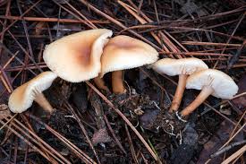 Image result for Gymnosporia gracilipes